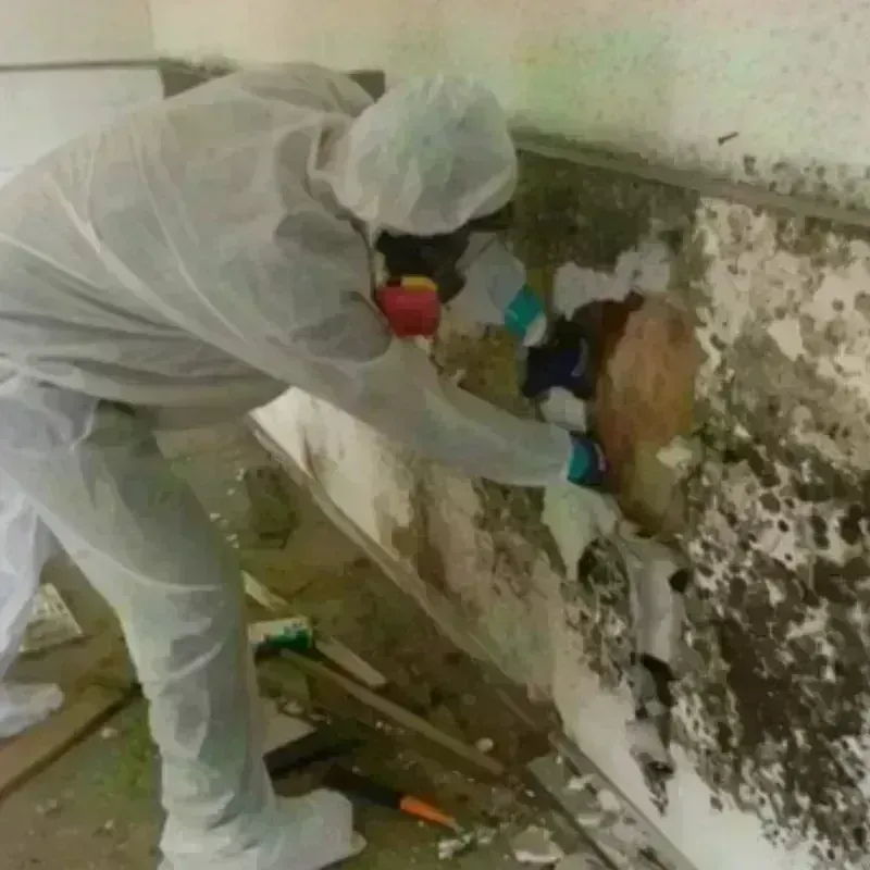 Mold Remediation and Removal in Teaticket, MA